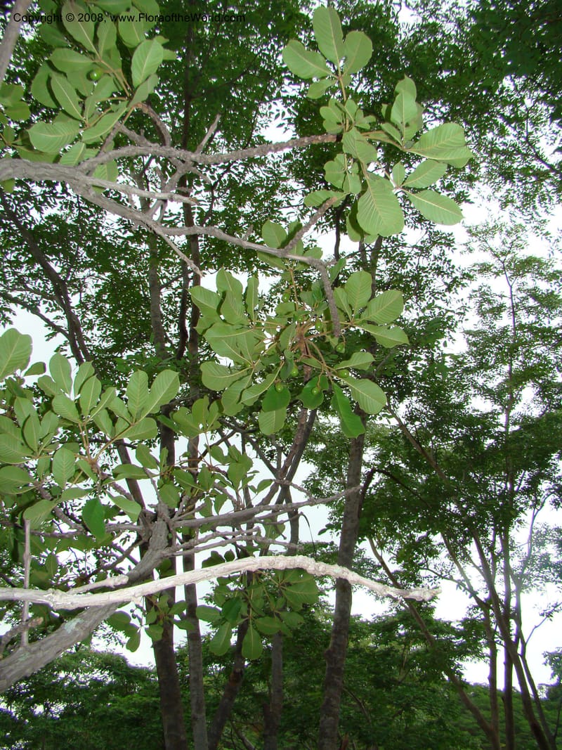 Vitex fischeri, RGereau7040--Tanz. Mbeya Rural Distr. Utengule Coffee Lodge. 26 Jan 08. 156.jpg