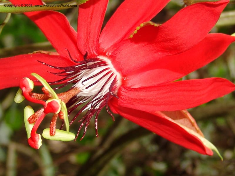 Passiflora coccinea, AAraujoM3117--Bolivia. Pq. Nal. Madidi. Rio Yariapo, 4 km E of Chalalan. 25 Sep 06. 274.jpg