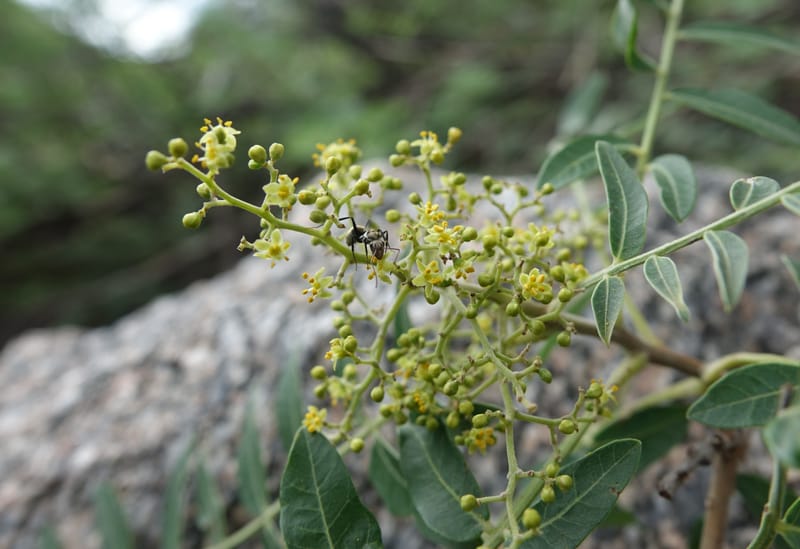 Schinus areira, Fortunato 13200--Argentina. Hwy 150 S of San Augustin. 9 Feb 2018. DSC09845 (60).JPG
