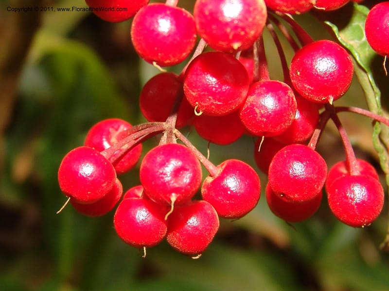 Ardisia, ROR1572--Madag.  Parc Nat. Montagne d'Ambre. 10 Nov 06. 008.jpg