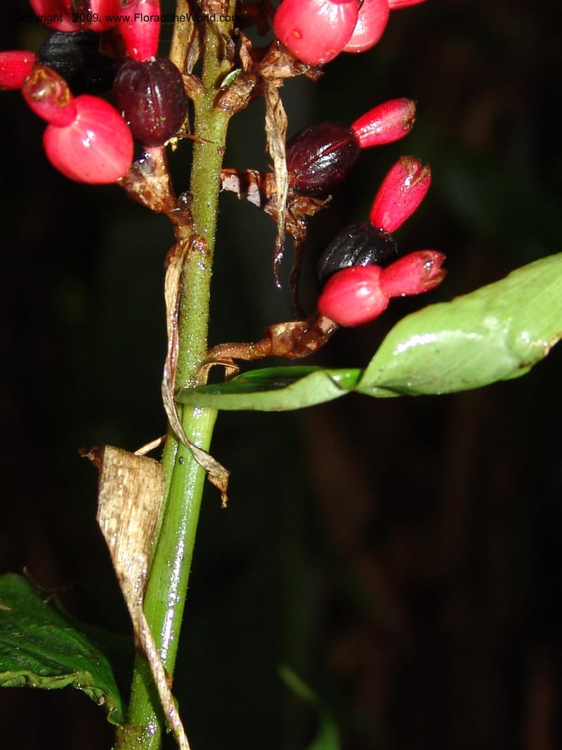 Renealmia, Croat94965--Ecuador. Prov. Carchi. El Chical-Tulcan. 19 Feb 05. 114.jpg