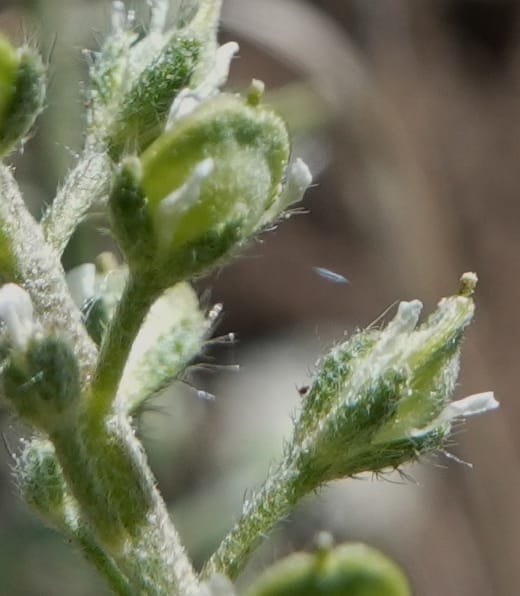 Alyssum alyssoides, C. Davidson 13796--Oregon. Union Co. Hwy 82, near summit. 6 Jun 2018. DSC05441 (84).JPG