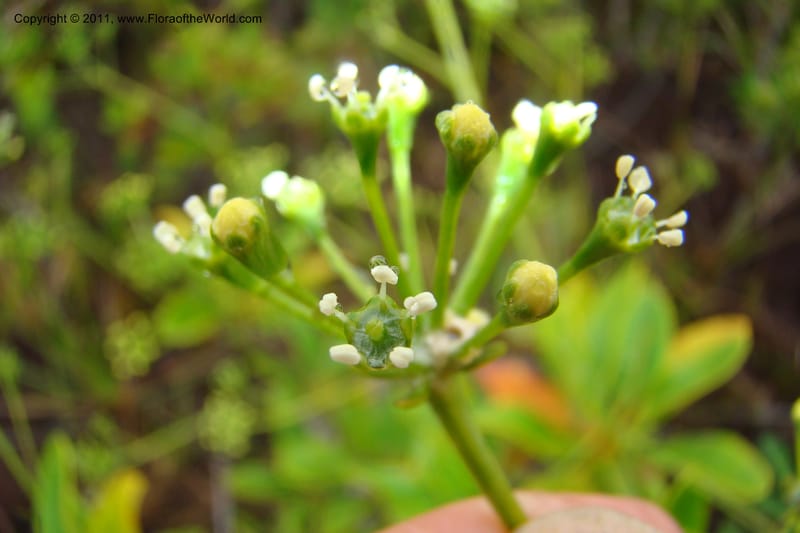 Myodocarpus, P. Lowry 7188--New Caledonia. Plaine des Lacs. NW of Grand Lac. 21 Jan 2010. 293 (171).jpg