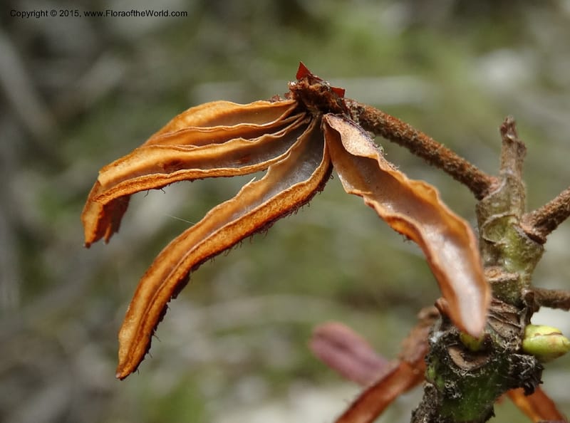 Rhododendron, Boufford, D 43643--China. Sichuan. XiaYingShan to XiangZhai. 10 May 2014. DSC05109 (170).JPG