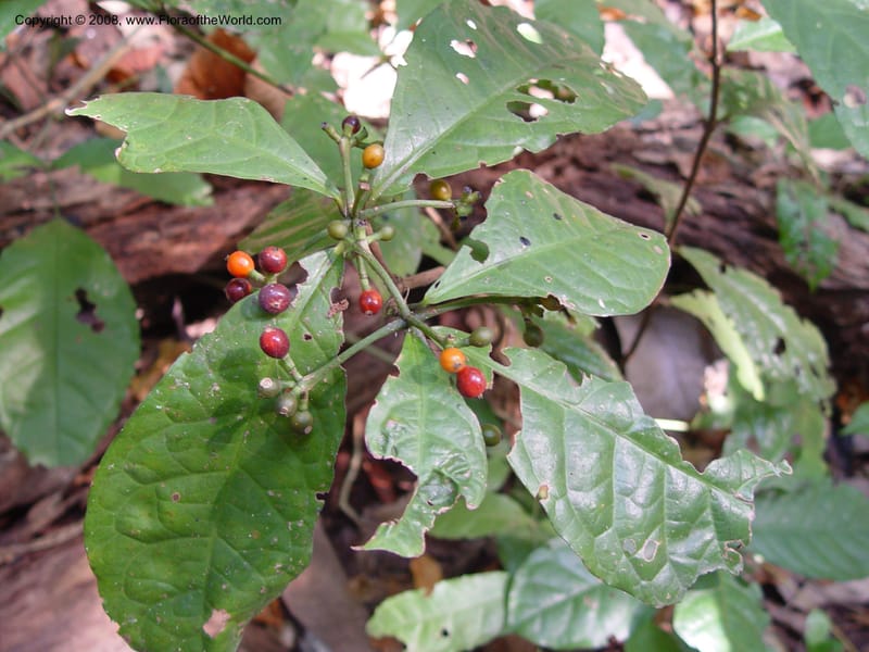 Psychotria--Cameroon. Limbe Botanic Garden. 7 Dec 03. 103.jpg