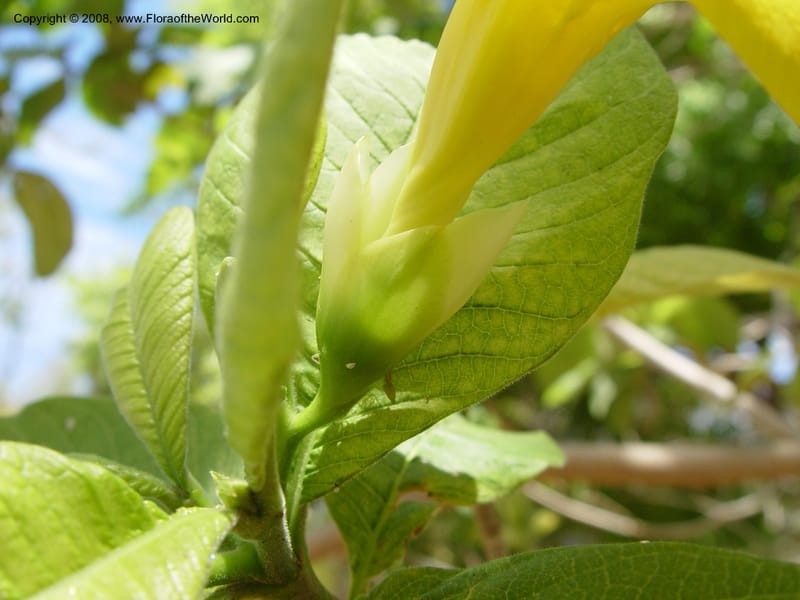 Stemmadenia obovata--Costa Rica. Palo Verde Biol. Sta. 30 Mar 04. 027.jpg