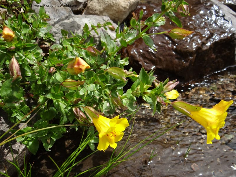 Mimulus, WDS 34226--Chile. Cta 115. 11.5 km W of La Laguna. 22 Feb 2013. DSC02736 (5).JPG