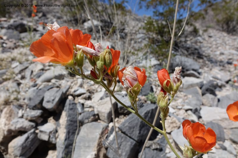Sphaeralcea ambigua var. rugosa, Davidson, C 13113--California. Inyo Co. N. Death Valley Rd. Stop 1. 18 Apr 2016.  (22).JPG
