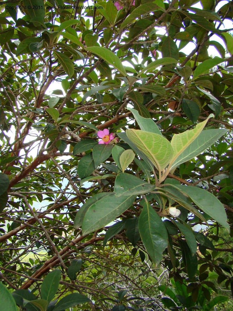 Rhodomyrtus, P. Lowry 7199--New Caledonia. Mont Dzumac road. 23 Jan 2010. 001 (553).jpg