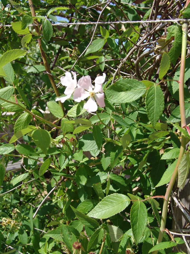 Rosa setigera--TX. Johnson Wildflower Center. 13 Jun 04. 566.jpg