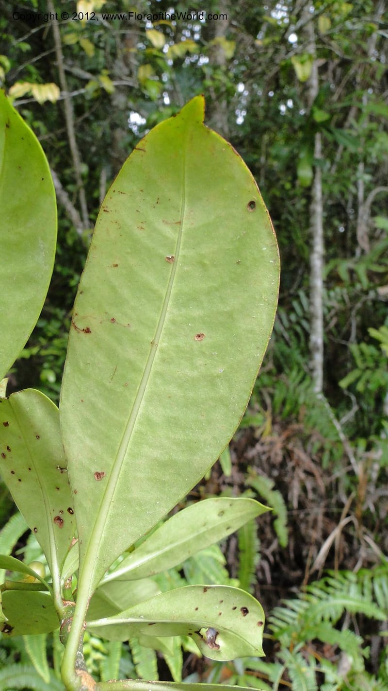 Chassalia acutiflora, A. Ramahefaharivelo 165--Madagascar. Ambolotara. Ambodini, Vatovavy. 3 May 2010. 009 (17).jpg