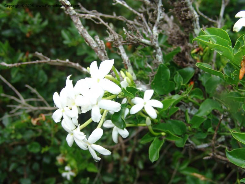 Jasminum angulare--So.Africa. E. Cape. Kap Riv. Nat. Res. 7 Mch 05. 072.jpg