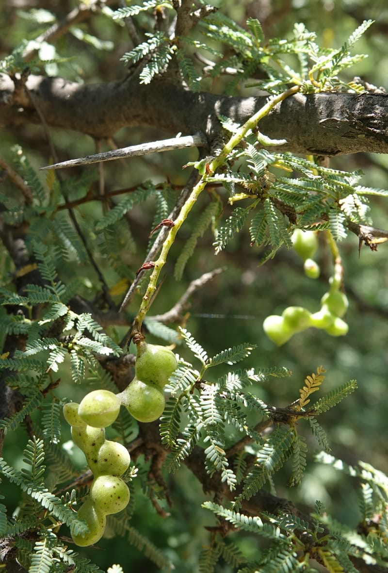 Prosopis torquata, Fortunato 13176--Argentina. Las Bretes. Stop 2. 8 Feb 2018. DSC09642 (12).JPG