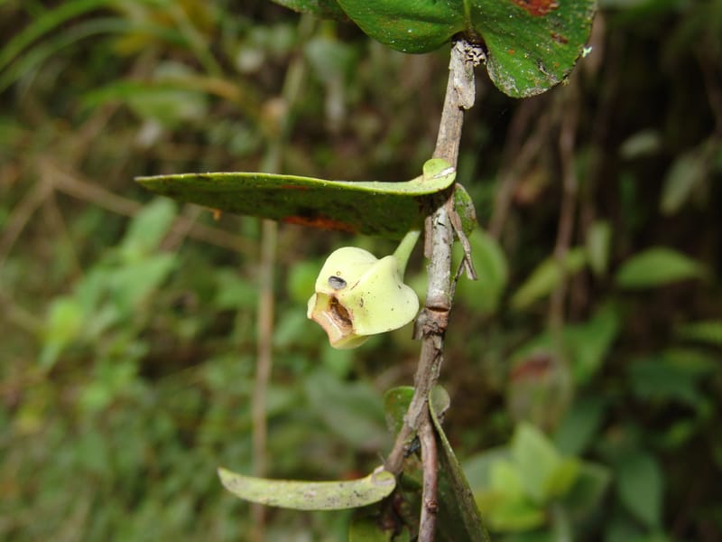 Macleania, Croat, T 94561--Ecuador. Prov. Pichincha. Tandayapa-Nono. 13 Feb 05. 129 (1).jpg