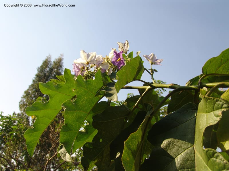 Solanum--Uganda. Crater Lakes region, Ndali lodge, S of Fort Portal. 4July 04. 027.jpg