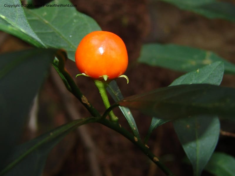 Solanum--So.Africa. KZN. Midl. Meand. Granny Mouse. 13 Mch 05. 121.jpg
