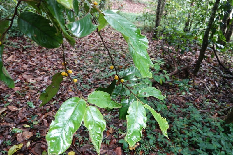 Horsfieldia prainii, D. Boufford 44155--China. Yunnan. Bam Po village. 5 May 2018. DSC02406 (90).JPG
