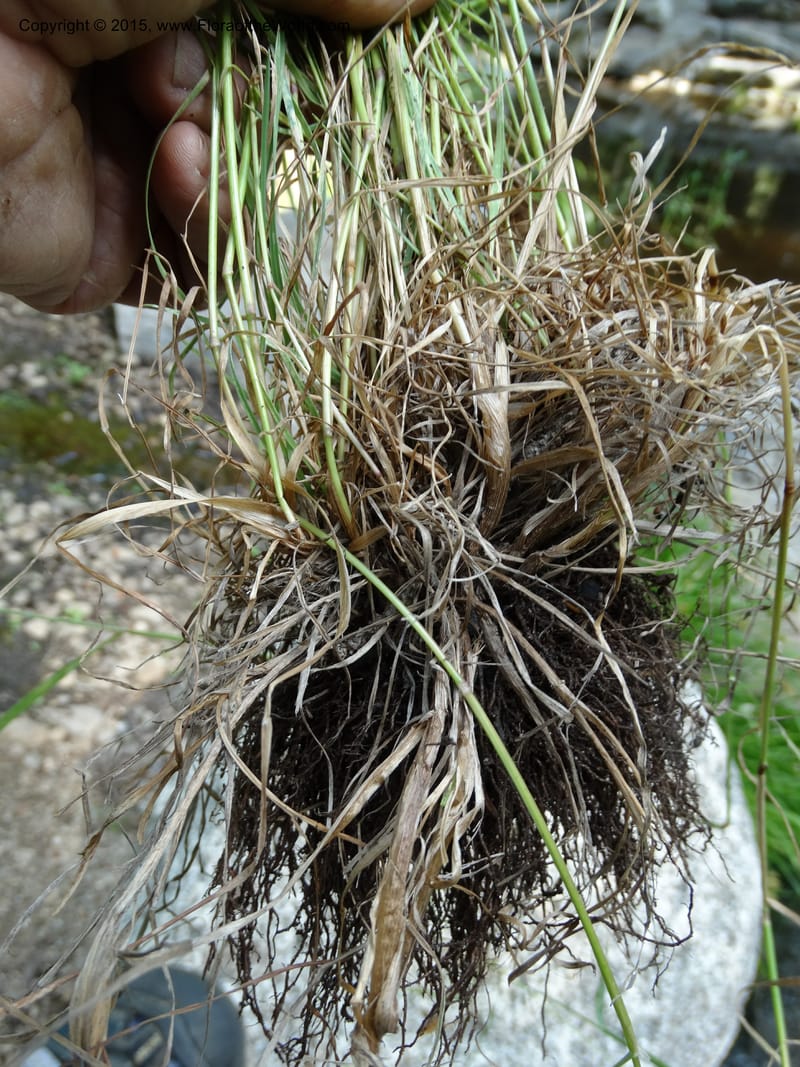 Alopecurus aequalis, Davidson, C 12610--Idaho. Valley Co. Payette Lake. Sylvan Cr. 20 Jul 2014. DSC00669 (110).JPG