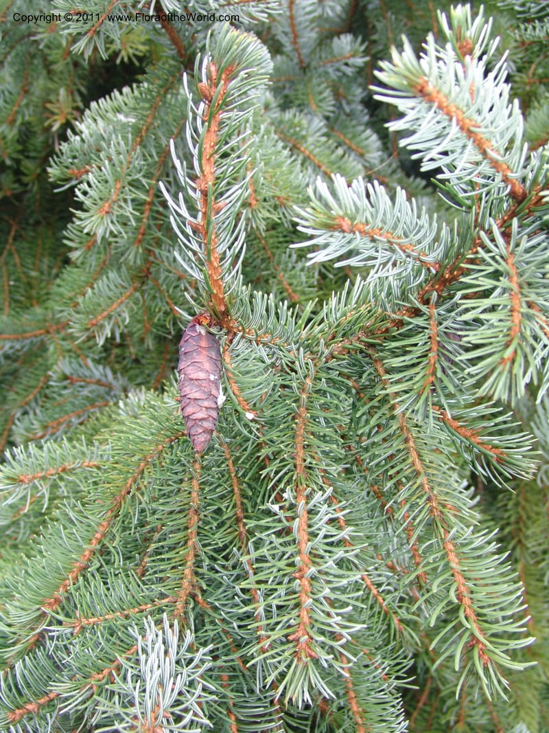 Picea omorika--France. Paris. Jardin des Plantes. 4 Sep 07. 372.jpg