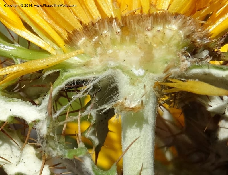 Berkheya barbata, Davidson, C 12314--South Africa. Western Cape. E. side, Fernkloof. 24 Jan 2014. DSC01799 (89).JPG