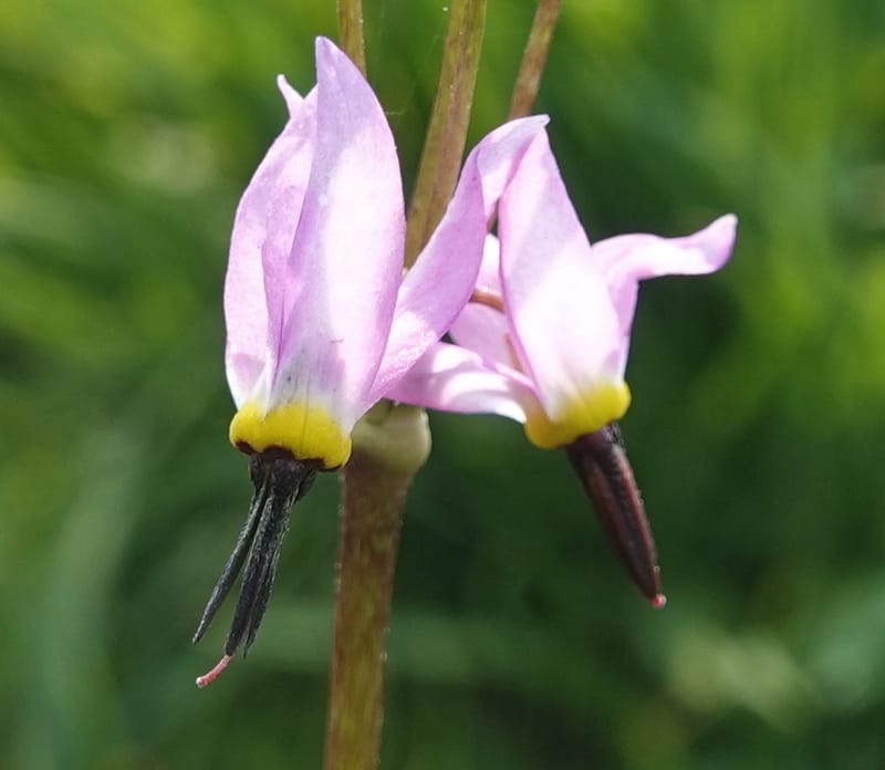 Dodecatheon alpinum, Davidson 14247--OR. Harney Co. Steens Mtn. July 2021. DSC09986 (1164).JPG
