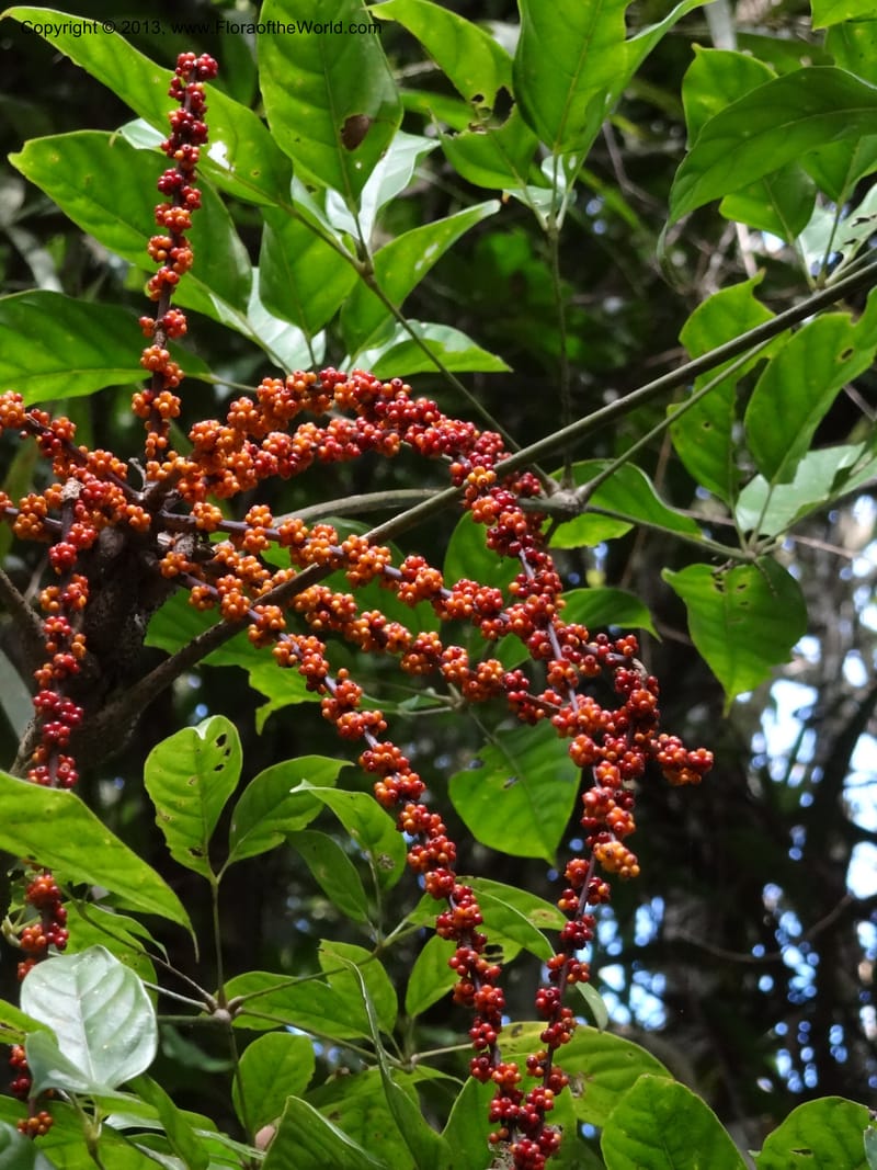 Schefflera bipalmatifolia, SAN.153217--Malaysia, Sabah. Mt. Kinabalu. 6 Apr 2012. DSC07222 (3).JPG