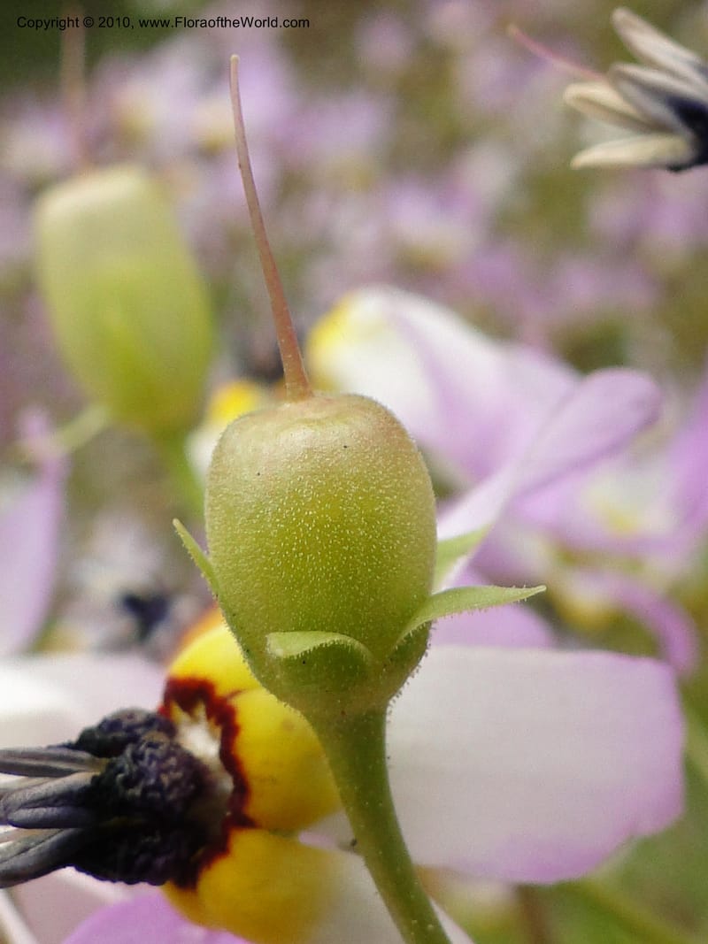 Dodecatheon clevelandii, C. Davidson 11728--California. Santa Barbara Co. 4 April 2010 180 (12).jpg