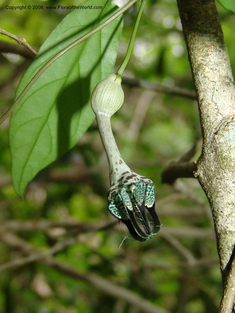 Ceropegia, Z.Rogers843--Madag. Prov. Tuliar. Parc Nat. Zombitse.  13 Jan 06. 198.jpg