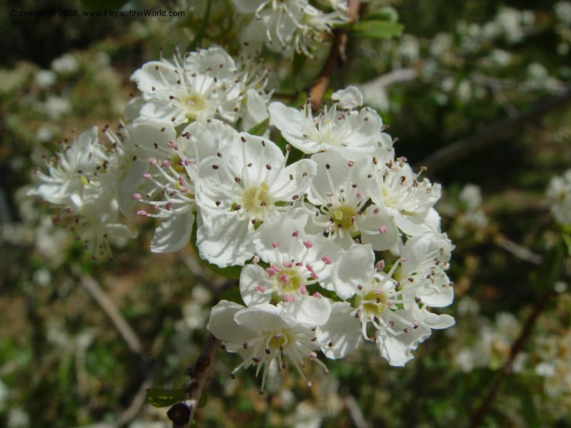Crataegus monogyna, 1999.00220--Spain. Barcelona Botanic Garden. 19 Apr 04. 030.jpg