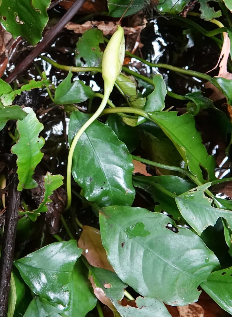 Anubias, C. Davidson 13942--Gabon. Maurel & Prom Oil Rd. 2 Nov. 2018. DSC01376 (49).JPG