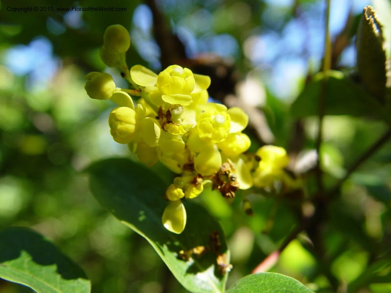 Mahonia ehrenbergii--CA. Strybing Arb. 26 Oct 03. 051.jpg