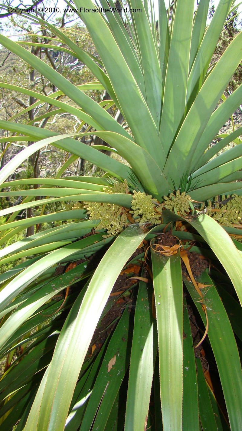Richea pandanifolia--Tasmania. Woodland walk, Lake Dobson Rd. 30 Jan 2010. 001 (2).jpg