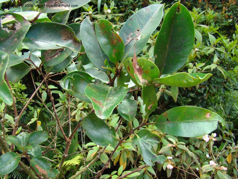 Piliocalyx, JMunzinger4794--New Caledonia. Aoupinie. 15 Nov 07. 152.jpg