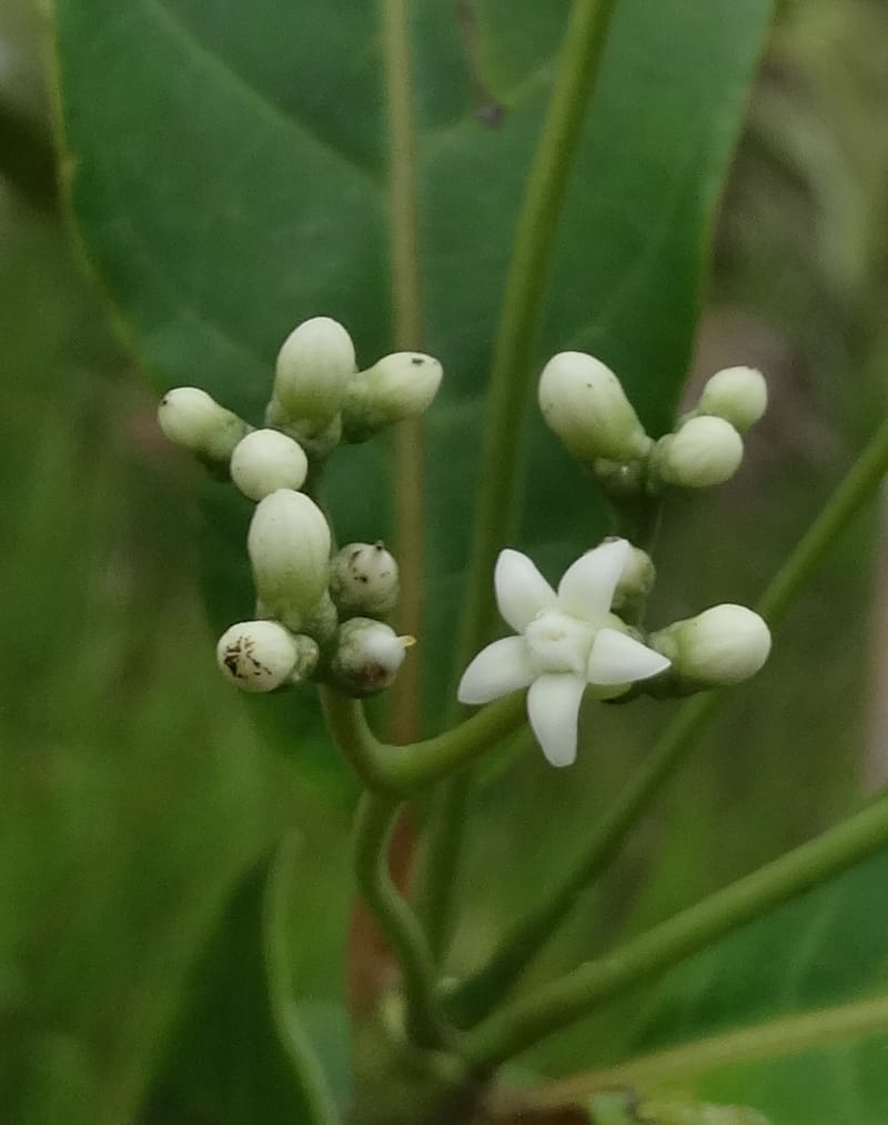 Neuburgia, Lowry, P 7330--Fiji. Delaikoro Mtn. 3 Nov 2015. DSC08393 (412).JPG