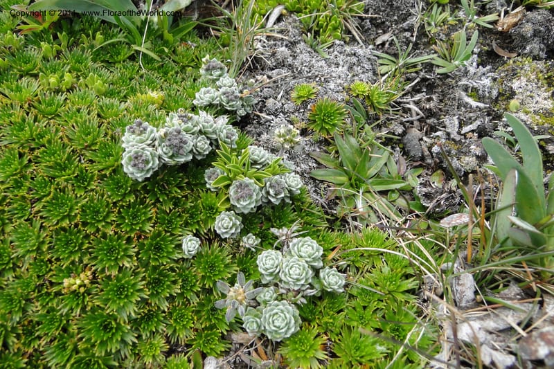 Draba, Ulloa 2022--Ecuador. Napo. Volcan Antesana. 2 Jun 2011. 206 (15).jpg