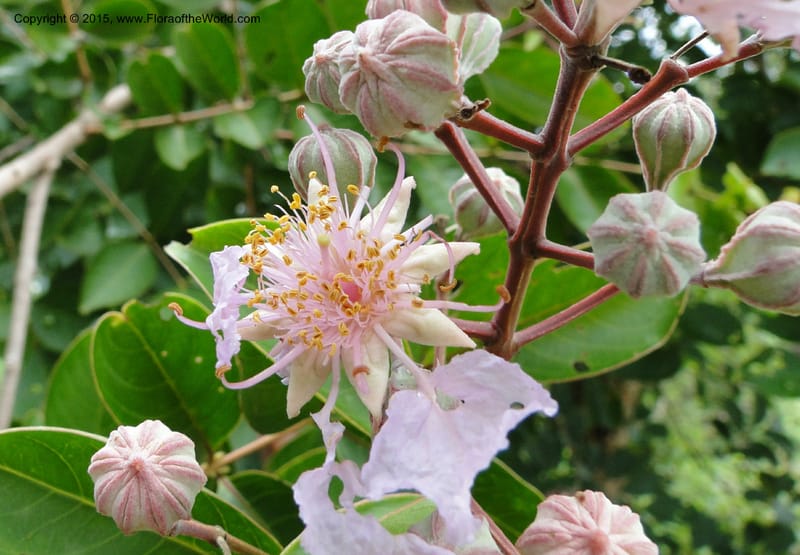 Lagerstroemia, Regalado 1970--Viet Nam. Forest Block 19. 15 May 2011. 238.jpg