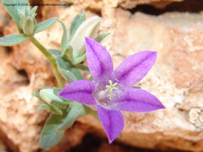 Campanula saxatilis ssp saxatilis--Crete. Ep. Kydonia. Akrotiri. Trail Gouvernetos . 23 May 05. 162.jpg