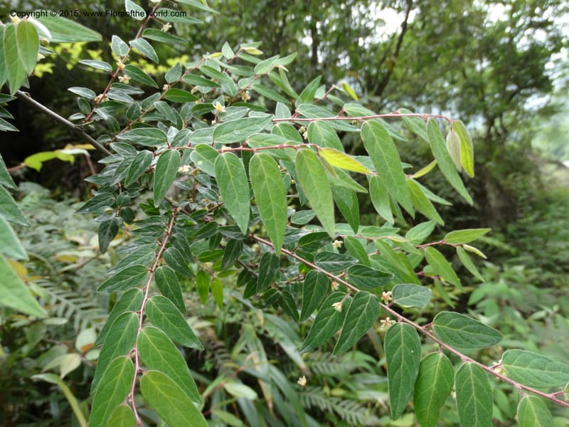 Leptopus chinensis, Boufford, D 43708--China. Sichuan. LongDongZhen on Rd. to LeiYuan Shan. 13 May 2014. DSC05860 (41).JPG