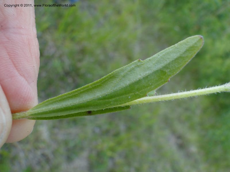 Buchnera americana, Mori, S 27419, USA, North Carolina, Jones Co, Catfish L Rd 10.5 miles from jct with Hwy 58, E of Maysville, 23 May 2010 (6).JPG