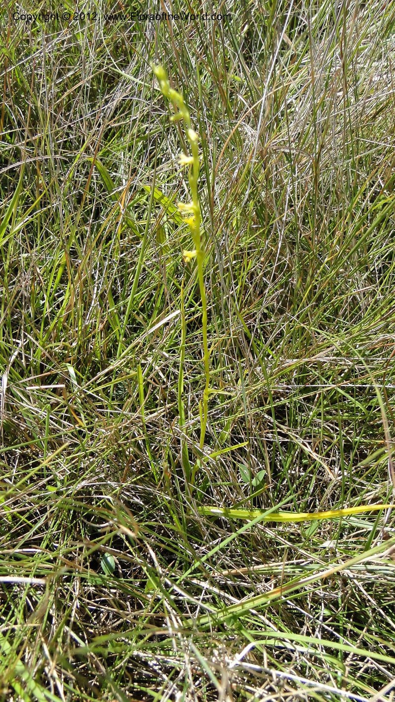 Habenaria simplex, N. Manjato 173--Madagascar. E of Ambositra toward Antoetra. 2 May 2010 151 (19).jpg