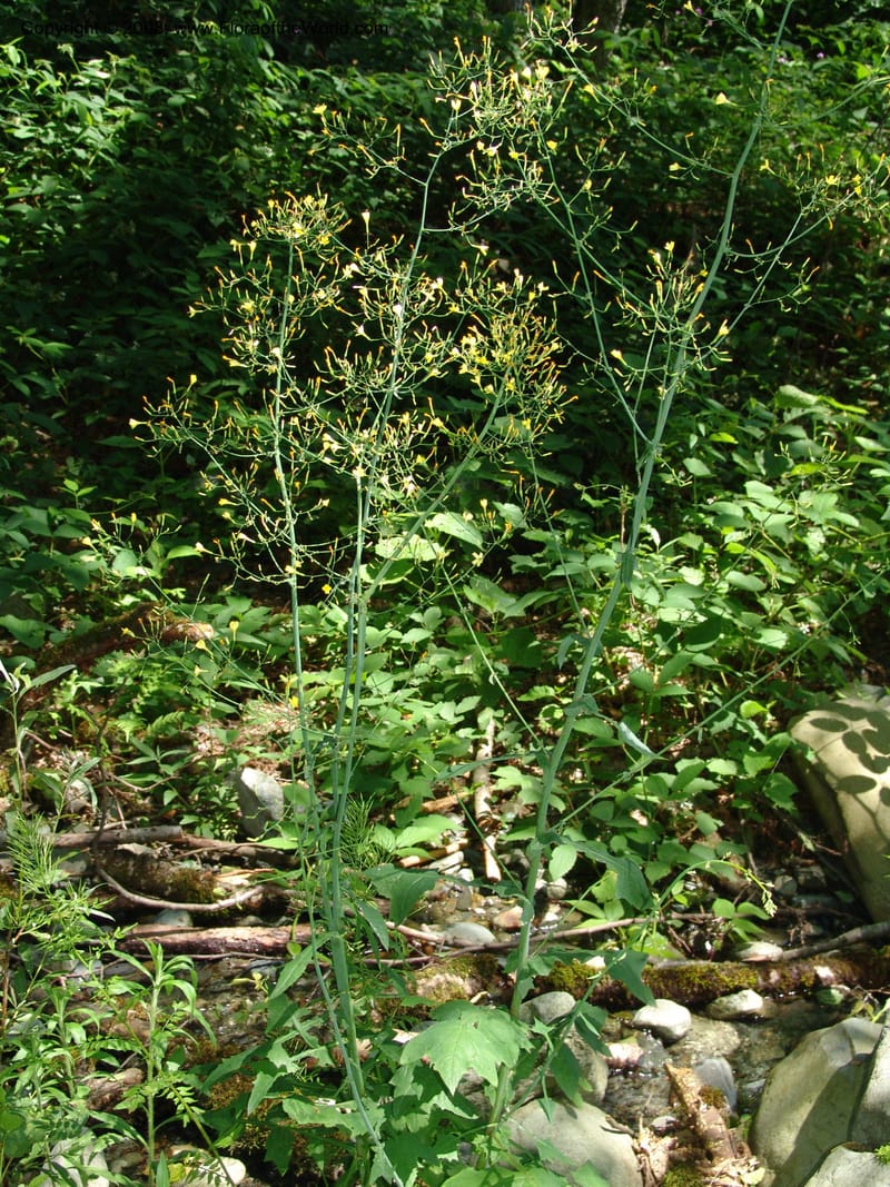 Lactuca saligna--Georgia. Lagodekhi  Forest Reserve. 11 Jun 05. 119.jpg