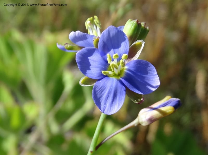 Heliophila, Davidson, C 12320--South Africa. Western Cape. E. side, Fernkloof. 24 Jan 2014. DSC01799 (169).JPG