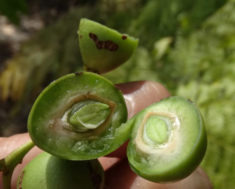 Cryptocarya, Lowry, P 7340--Fiji. Vesidrua Vill. 5 Nov 2015. DSC09215 (130).JPG