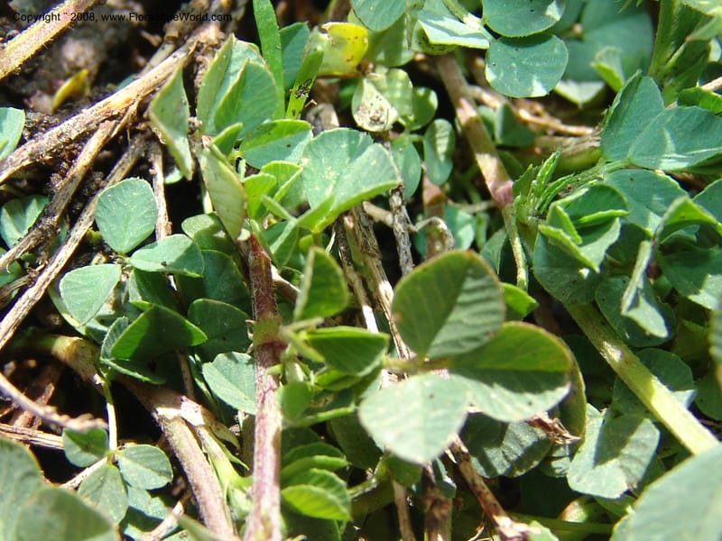 Medicago dzhawakhetica--Georgia. Vic. of Tskhrats'karo Pass. 7 Jun 05. 256.jpg
