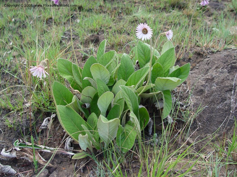Gerbera ambigua--So. Africa. Drakensberg Mts. Giant's Castle. 4 Oct 03. 040.jpg