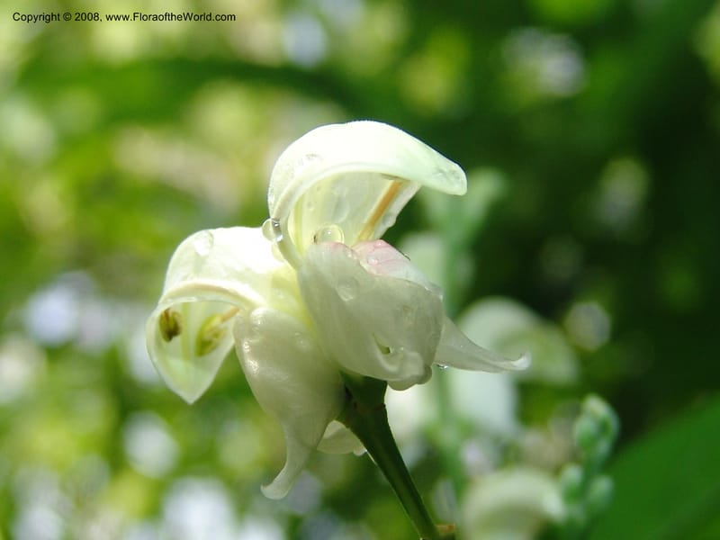 Justicia aconitiflora--So. Africa. Lowveld Nat. Bot. Gard. 14 Mch 05. 132.jpg