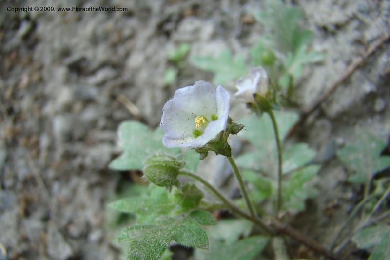 Nemophila kirtleyi, C. Davidson 11355--ID. Idaho Co. Salmon River Rd. 17 May 09. 133.jpg