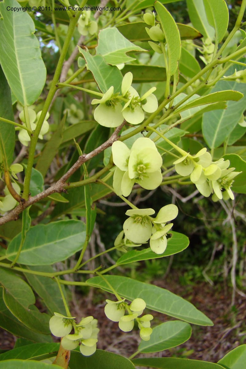 Homalium involucratum, Razafindraibe 190--Madagascar. Prov. Fianarantsoa. RN 12. 14 Jan 09. 019 (6).jpg