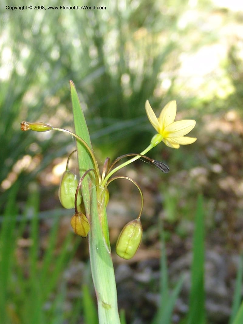 Sisyrinchium tinctorium, 04.P.2161--France. Paris. Jardin des Plantes. 4 Sep 07. 258.jpg
