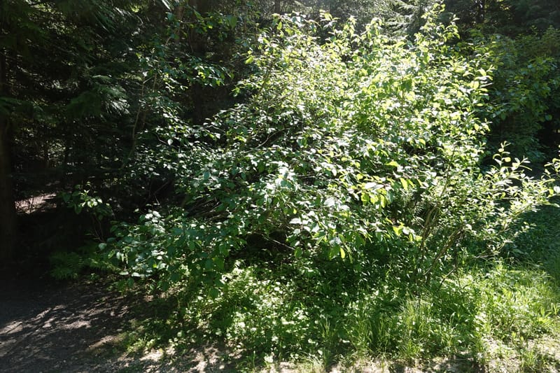 Alnus viridis subsp. fruticosa, C. Davidson 13827--ID. Shoshone Co. Hobo Cedar Grove. 9 Jul 2018. DSC06256 (159).JPG